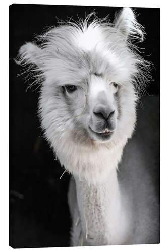 Canvas print Funny white alpaca