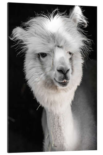 Gallery print Funny white alpaca