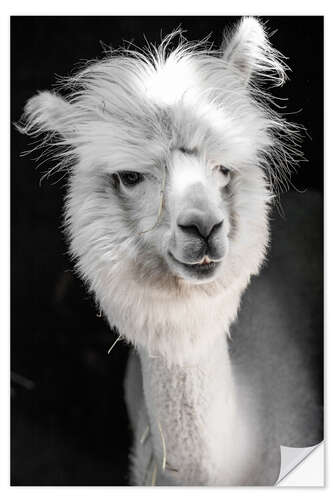 Wall sticker Funny white alpaca