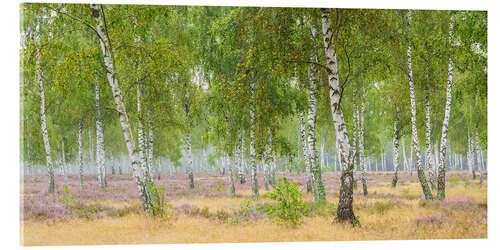 Cuadro de metacrilato Birch forest with heather blossom