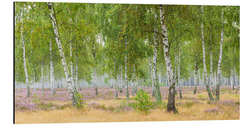 Tableau en aluminium Birch forest with heather blossom