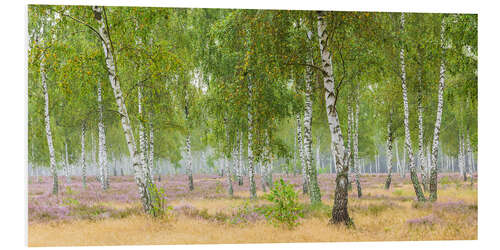 Tableau en PVC Birch forest with heather blossom