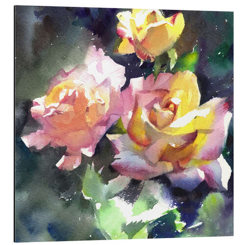 Cuadro de aluminio Roses in the Sunlight