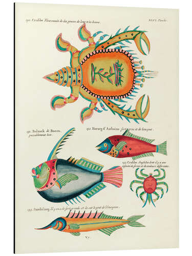 Quadro em alumínio Sea Life - Vintage Plate 199