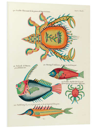 Tableau en PVC Sea Life - Vintage Plate 199