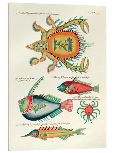 Gallery print Sea Life - Vintage Plate 199