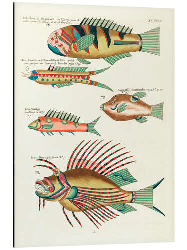 Quadro em alumínio Fishes - Vintage Plate 137