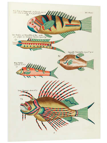 Foam board print Fishes - Vintage Plate 137