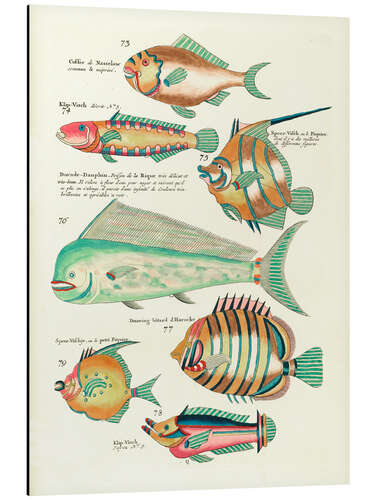 Quadro em alumínio Fishes - Vintage Plate 139