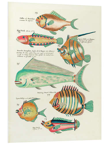 Foam board print Fishes - Vintage Plate 139