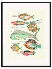 Gerahmter Kunstdruck Fische - Vintage Plate 139