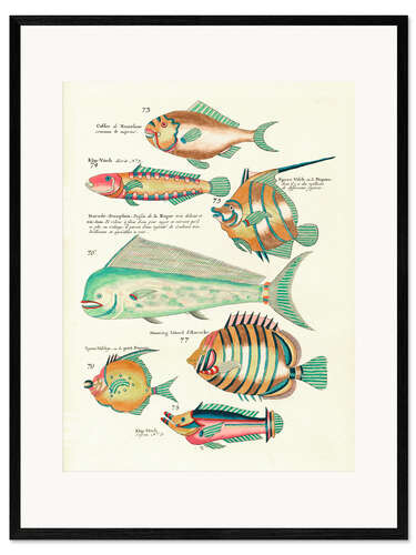 Impression artistique encadrée Poissons - Vintage Plate 139