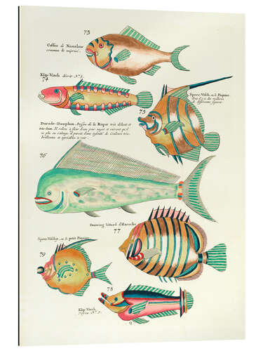 Galleritryk Fishes - Vintage Plate 139