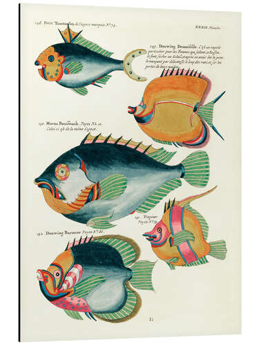 Aluminiumtavla Fishes - Vintage Plate 171