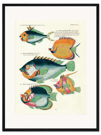 Gerahmter Kunstdruck Fische - Vintage Plate 171