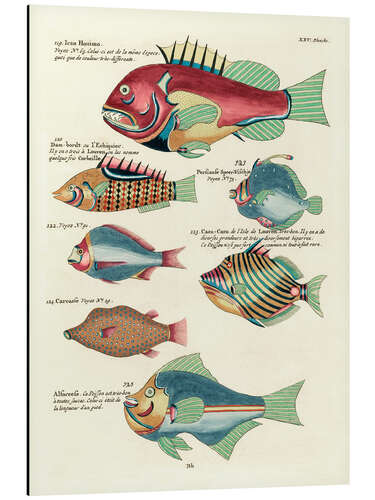 Aluminium print Fishes - Vintage Plate 157