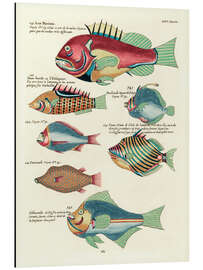 Tableau en aluminium Poissons - Vintage Plate 157