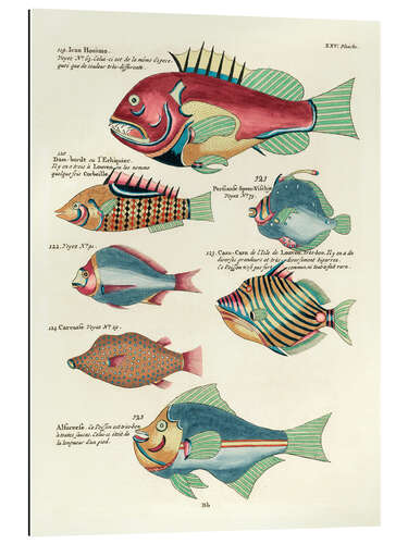 Gallery print Fishes - Vintage Plate 157