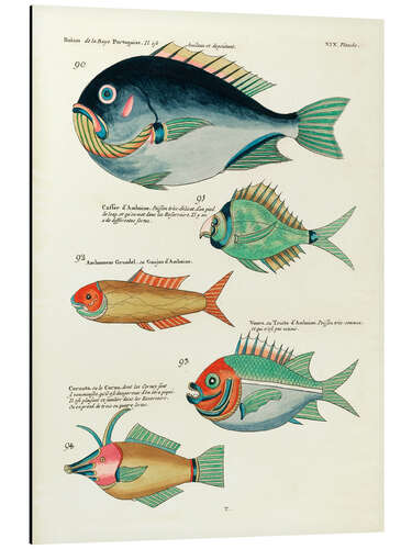 Stampa su alluminio Fishes - Vintage Plate 145