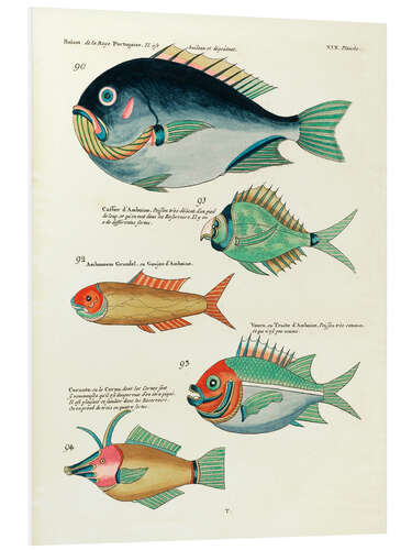 Foam board print Fishes - Vintage Plate 145