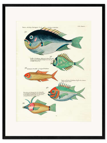 Framed art print Fishes - Vintage Plate 145