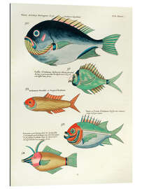 Gallery Print Fische - Vintage Plate 145