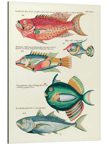 Aluminium print Fishes - Vintage Plate 149