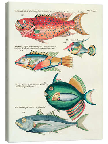 Canvas print Fishes - Vintage Plate 149