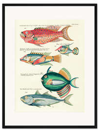 Gerahmter Kunstdruck Fische - Vintage Plate 149