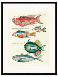 Impression artistique encadrée Poissons - Vintage Plate 149