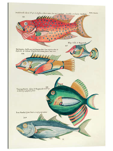 Galleritryk Fishes - Vintage Plate 149