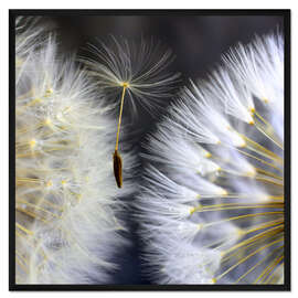 Gerahmter Kunstdruck Filigranes Schirmchen