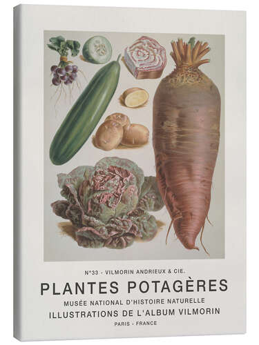 Tableau sur toile Album Vilmorin, Plantes Potagères n° 33