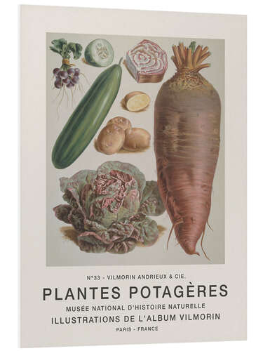 Tableau en PVC Album Vilmorin, Plantes Potagères n° 33