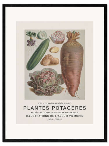 Stampa artistica con cornice Album Vilmorin, Plantes Potagères n° 33