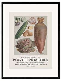 Impresión de arte enmarcada Album Vilmorin, Plantes Potagères n° 33
