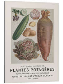 Magnettafel Album Vilmorin, Plantes Potagères n° 33
