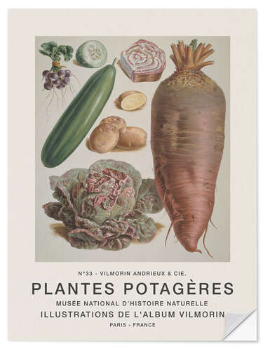 Sticker mural Album Vilmorin, Plantes Potagères n° 33