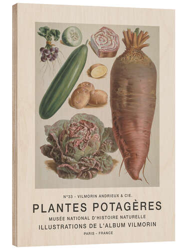 Wood print Album Vilmorin, Plantes Potagères n° 33