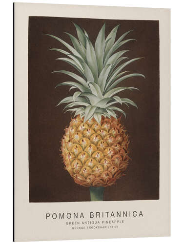 Quadro em alumínio Pomona Britannica - Green Antigua Pineapple