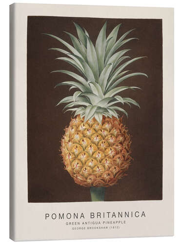 Lienzo Pomona Britannica - Green Antigua Pineapple