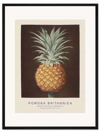Gerahmter Kunstdruck Pomona Britannica - Green Antigua Pineapple