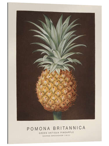 Quadro em plexi-alumínio Pomona Britannica - Green Antigua Pineapple