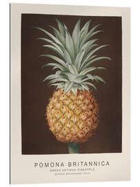 Gallery print Pomona Britannica - Green Antigua Pineapple