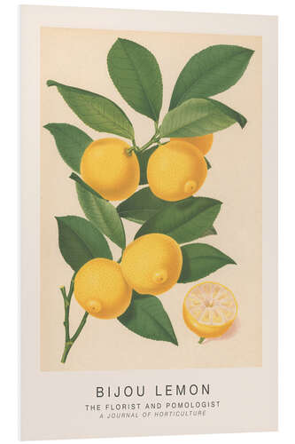 Foam board print The Florist and Pomologist - Bijou Lemon