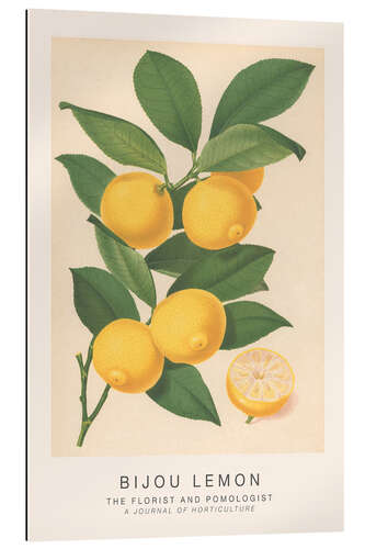 Gallery print The Florist and Pomologist - Bijou Lemon