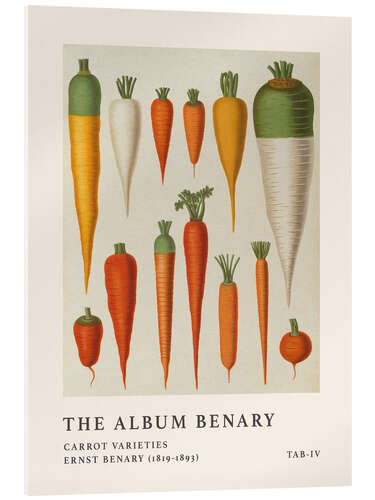 Quadro em acrílico The Album Benary - Carrot Varieties