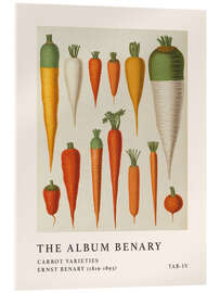 Quadro em acrílico  The Album Benary - Carrot Varieties - Ernst Benary