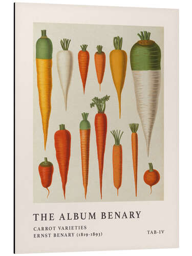 Aluminium print The Album Benary - Carrot Varieties