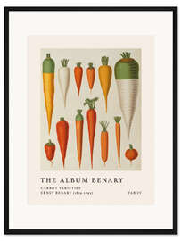 Gerahmter Kunstdruck The Album Benary - Carrot Varieties